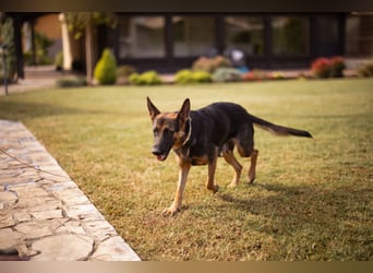 Senta ❤️ liebevolle Schäfi-Mix-Junghündin