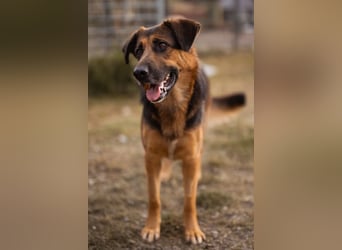 Avis ❤️ wundervolle, so sanfte Hündin