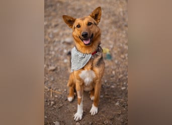 Zima ❤️ kuschlige, anhängliche Schäfi-Mix-Hündin