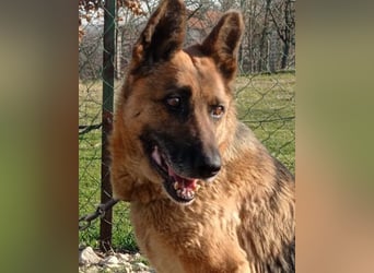 Schäfi-Mix-Lady Vučica ♥️ sucht viel Liebe, gibt viel Liebe