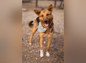 Zima ❤️ kuschlige, anhängliche Schäfi-Mix-Hündin