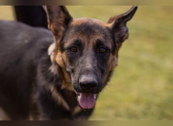 Senta ❤️ liebevolle Schäfi-Mix-Junghündin