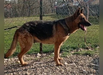 Schäfi-Mix-Lady Vučica ♥️ sucht viel Liebe, gibt viel Liebe