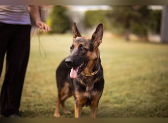 Senta ❤️ liebevolle Schäfi-Mix-Junghündin