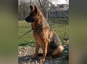 Schäfi-Mix-Lady Vučica ♥️ sucht viel Liebe, gibt viel Liebe