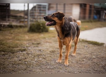 Avis ❤️ wundervolle, so sanfte Schäfi-Mix Hündin