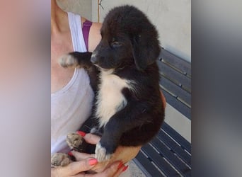 Schäfi-Mix-Welpin ♥ Eliana ♥ sucht Liebe, Geborgenheit und Abenteuer