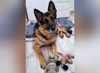 Leo ❤️ sanfter, verschmuster Familienhund