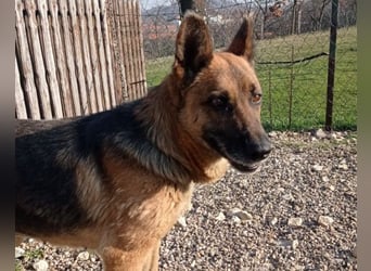 Schäfi-Mix-Lady Vučica ♥️ sucht viel Liebe, gibt viel Liebe