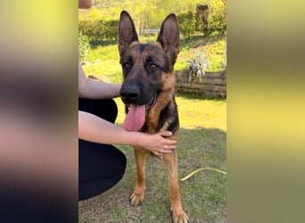 Senta ❤️ liebevolle Schäfi-Mix-Junghündin