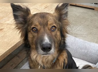 Rocky ❤️ ruhiger, zurückhaltender Bub