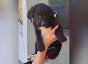 Süße Welpin ♥Sienna♥ Schäfi-Mix-Schnute