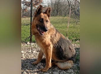 Schäfi-Mix-Lady Vučica ♥️ sucht viel Liebe, gibt viel Liebe