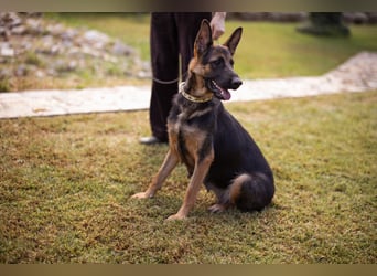 Senta ❤️ liebevolle Schäfi-Mix-Junghündin