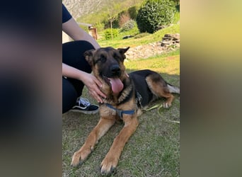 Senta ❤️ liebevolle Schäfi-Mix-Junghündin