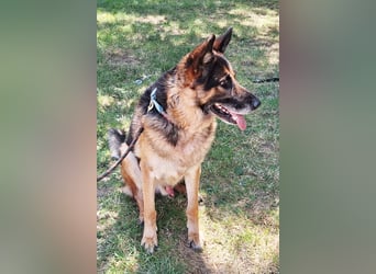 Leo ❤️ sanfter, verschmuster Familienhund