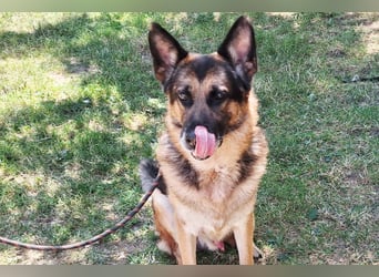 Schäfi-Mix ♥ LEO ♥ ein sanfter, verschmuster Familienhund