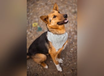 Zima ❤️ kuschlige, anhängliche Schäfi-Mix-Hündin