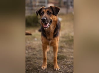 Avis ❤️ wundervolle, so sanfte Hündin