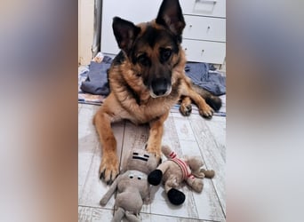 Leo ❤️ sanfter, verschmuster Familienhund