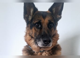 Schäfi-Mix ♥ LEO ♥ ein sanfter, verschmuster Familienhund