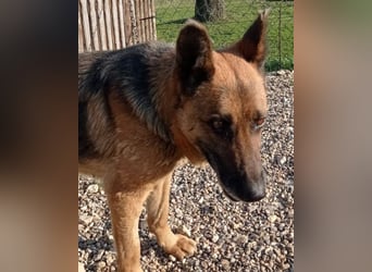 Schäfi-Mix-Lady Vučica ♥️ sucht viel Liebe, gibt viel Liebe