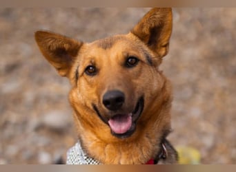 Zima ❤️ kuschlige, anhängliche Schäfi-Mix-Hündin