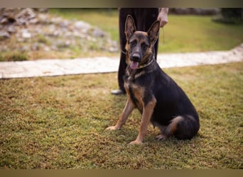 Senta ❤️ liebevolle Schäfi-Mix-Junghündin