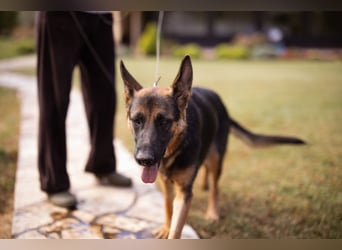 Senta ❤️ liebevolle Schäfi-Mix-Junghündin