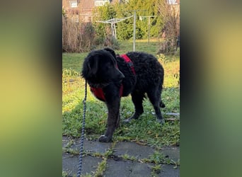 Schäfi-Mix-Bub ♥ Jasper ♥ wartet bereits in 50127 Bergheim  auf seine Für-Immer-Menschen