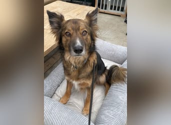 Rocky ❤️ ruhiger, zurückhaltender Bub