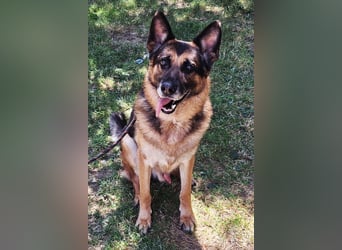 Schäfi-Mix ♥ LEO ♥ ein sanfter, verschmuster Familienhund