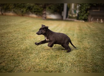 Schäfi-Mix-Bub ♥ Jasper ♥ wartet bereits in 50127 Bergheim  auf seine Für-Immer-Menschen