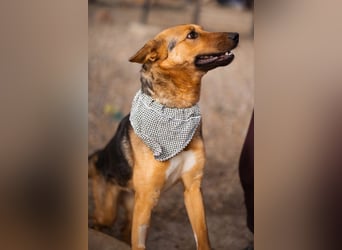 Zima ❤️ kuschlige, anhängliche Schäfi-Mix-Hündin