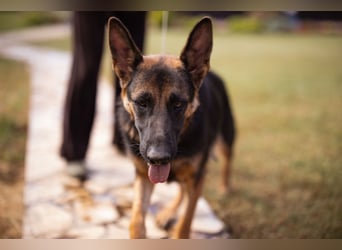 Senta ❤️ liebevolle Schäfi-Mix-Junghündin