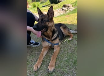 Senta ❤️ liebevolle Schäfi-Mix-Junghündin