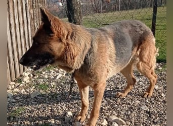 Schäfi-Mix-Lady Vučica ♥️ sucht viel Liebe, gibt viel Liebe