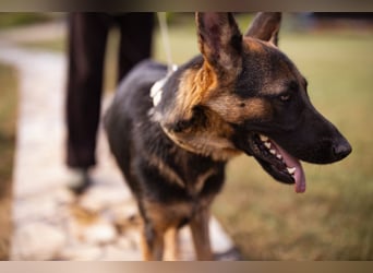 Senta ❤️ liebevolle Schäfi-Mix-Junghündin