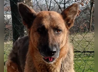 Schäfi-Mix-Lady Vučica ♥️ sucht viel Liebe, gibt viel Liebe