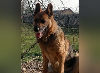 Schäfi-Mix-Lady Vučica ♥️ sucht viel Liebe, gibt viel Liebe