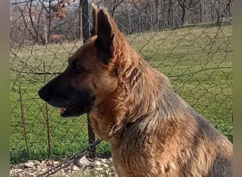 Schäfi-Mix-Lady Vučica ♥️ sucht viel Liebe, gibt viel Liebe