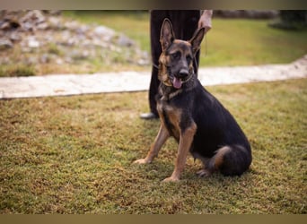 Senta ❤️ liebevolle Schäfi-Mix-Junghündin