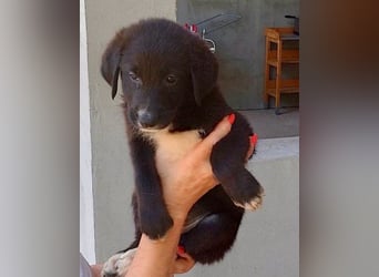 Süße Welpin ♥Sienna♥ Schäfi-Mix-Schnute