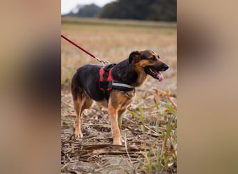 Avis ❤️ wundervolle, so sanfte Hündin