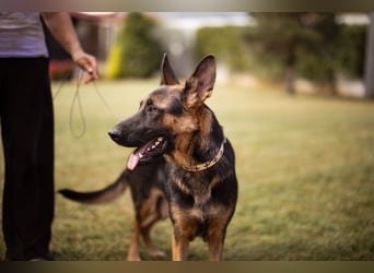 Senta ❤️ liebevolle Schäfi-Mix-Junghündin