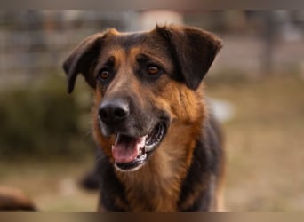 Avis ❤️ wundervolle, so sanfte Schäfi-Mix Hündin