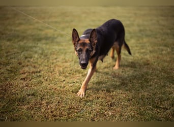 Senta ❤️ liebevolle Schäfi-Mix-Junghündin