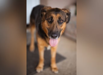 Avis ❤️ wundervolle, so sanfte Hündin