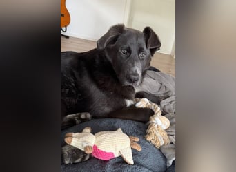 Schäfi-Mix-Bub ♥ Jasper ♥ wartet bereits in 50127 Bergheim  auf seine Für-Immer-Menschen