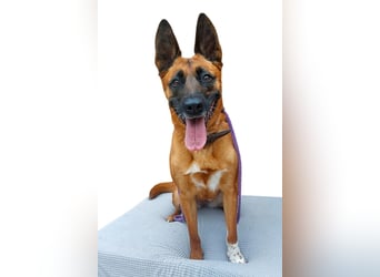 Tessa ❤️ liebe Hündin + großes Herz